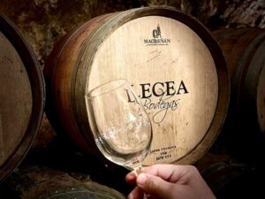 Bodegas Lecea. Wine tour visit